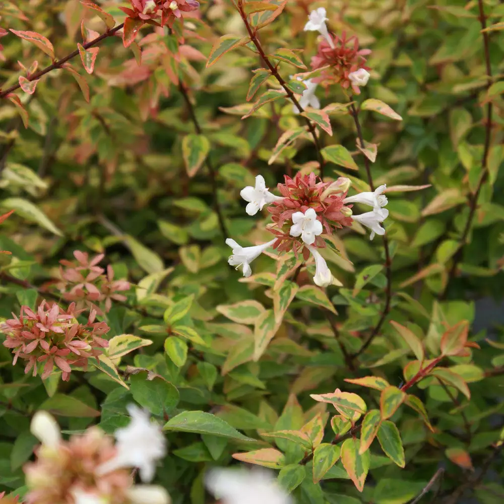 Brighter Blooms Kaleidoscope Abelia Shrub Shrubs & Hedges 3 Brighter Blooms Kaleidoscope Abelia Shrub Shrubs & Hedges