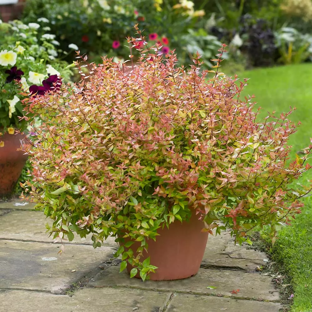 Brighter Blooms Kaleidoscope Abelia Shrub Shrubs & Hedges 2 Brighter Blooms Kaleidoscope Abelia Shrub Shrubs & Hedges
