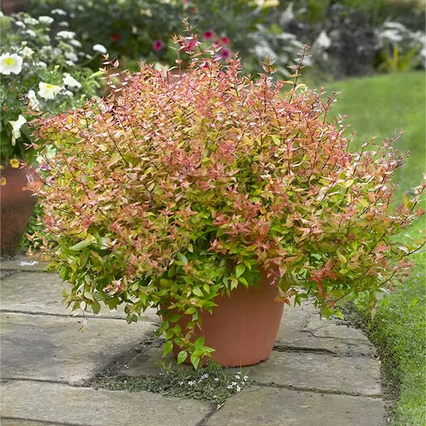 Brighter Blooms Kaleidoscope Abelia Shrub Shrubs & Hedges 1 Brighter Blooms Kaleidoscope Abelia Shrub Shrubs & Hedges