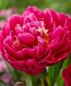 Brighter Blooms Karl Rosenfield Peony Perennials 7 Brighter Blooms Karl Rosenfield Peony Perennials