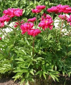 Brighter Blooms Karl Rosenfield Peony Perennials 6 Brighter Blooms Karl Rosenfield Peony Perennials