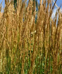 Brighter Blooms Karl Foerster Grass Ornamental Grasses