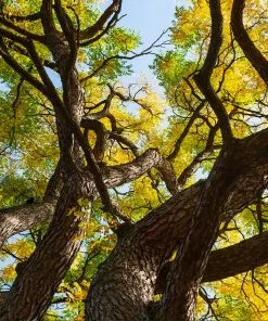 Brighter Blooms Kentucky Coffeetree Flowering Trees 6 Brighter Blooms Kentucky Coffeetree Flowering Trees