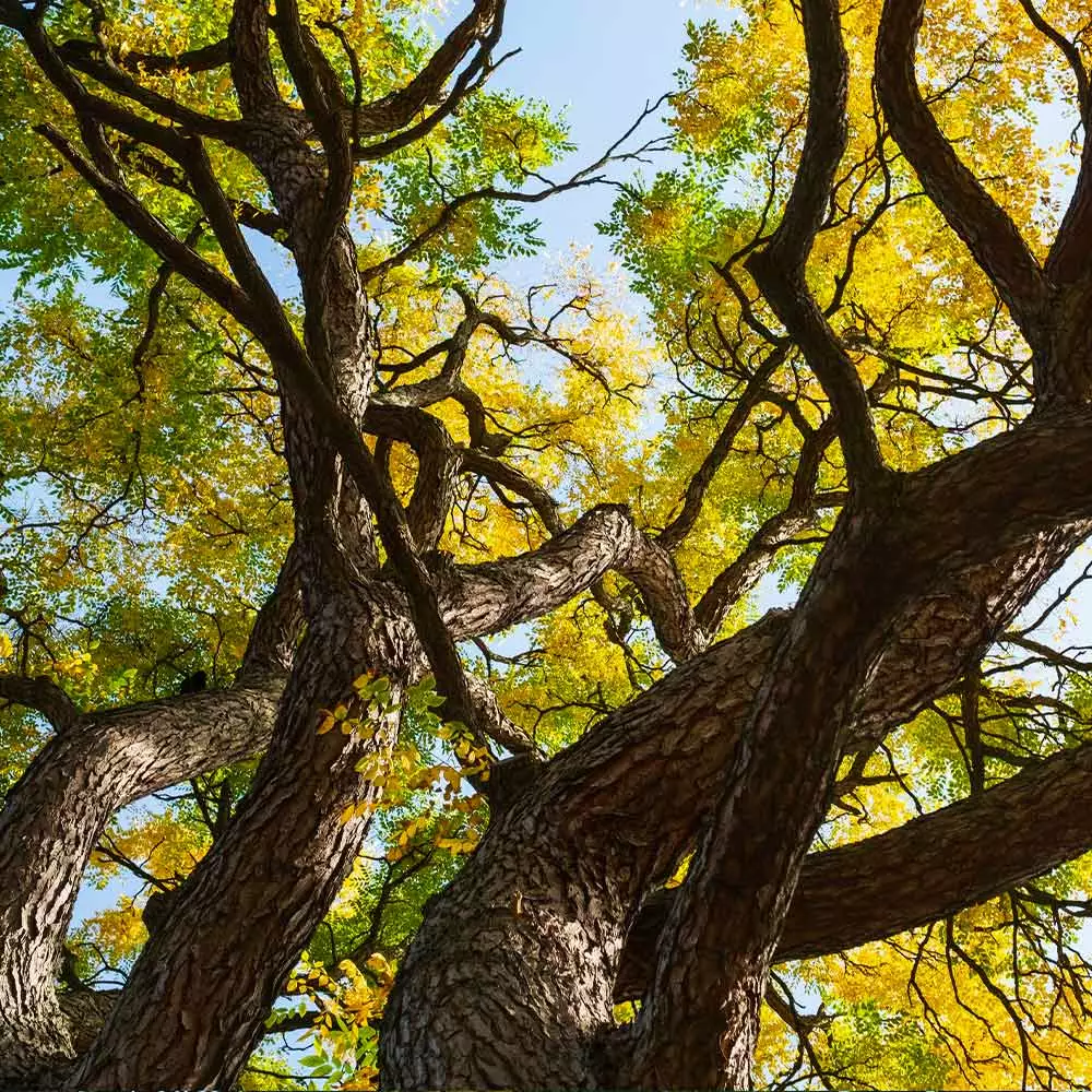 Brighter Blooms Kentucky Coffeetree Flowering Trees 3 Brighter Blooms Kentucky Coffeetree Flowering Trees