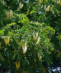 Brighter Blooms Kentucky Coffeetree Flowering Trees 7 Brighter Blooms Kentucky Coffeetree Flowering Trees