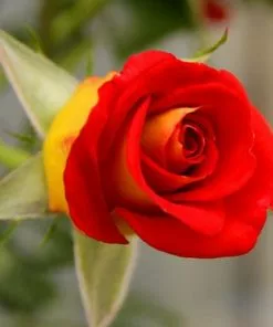 Brighter Blooms Ketchup & Mustard Standard Rose Tree