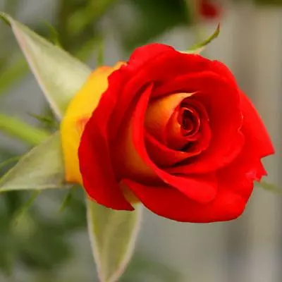 Brighter Blooms Ketchup & Mustard Standard Rose Tree 2 Brighter Blooms Ketchup & Mustard Standard Rose Tree