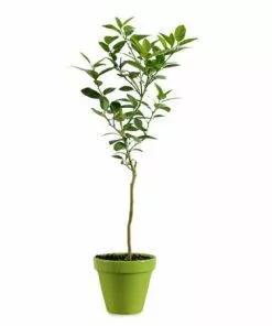 Brighter Blooms Key Lime Gift Tree Fruit Trees 7 Brighter Blooms Key Lime Gift Tree Fruit Trees