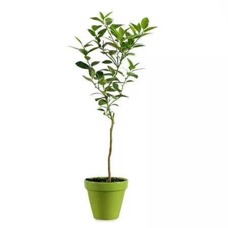 Brighter Blooms Key Lime Gift Tree Fruit Trees 4 Brighter Blooms Key Lime Gift Tree Fruit Trees