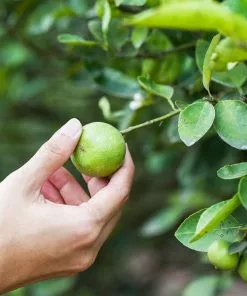 Brighter Blooms Key Lime Tree New Trees 7 Brighter Blooms Key Lime Tree New Trees
