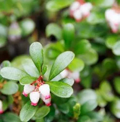 Brighter Blooms Kinnikinnick Emerald Carpet