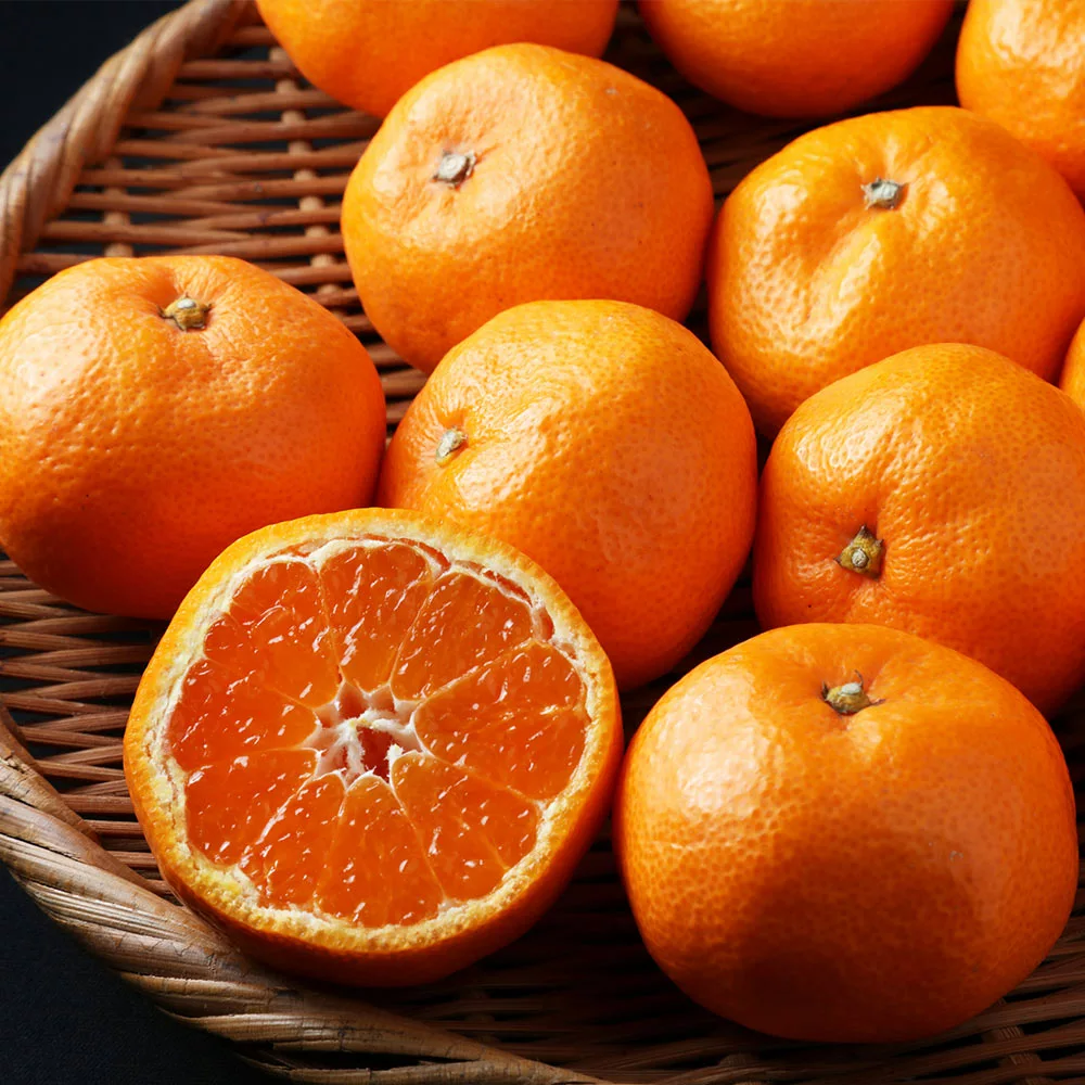 Brighter Blooms Kishu Mandarin Tree 4 Brighter Blooms Kishu Mandarin Tree