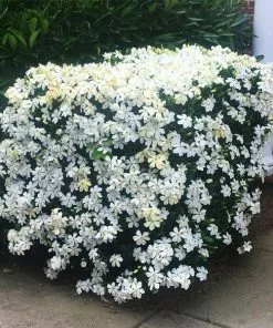 Brighter Blooms Kleim's Hardy Gardenia Shrub Shrubs & Hedges