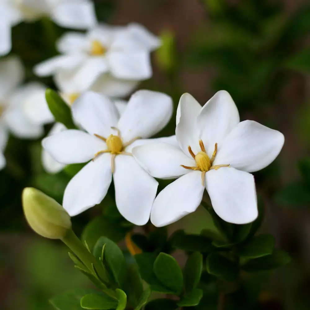 Brighter Blooms Kleim's Hardy Gardenia Shrub Shrubs & Hedges 3 Brighter Blooms Kleim's Hardy Gardenia Shrub Shrubs & Hedges