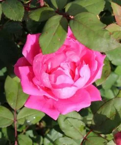 Brighter Blooms Roses Pink Knock Out® Rose Tree 5 Brighter Blooms Roses Pink Knock Out® Rose Tree