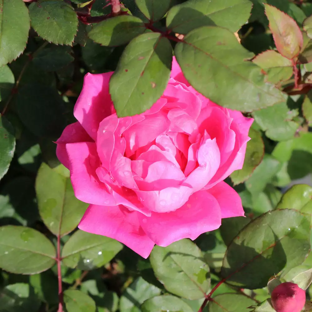Brighter Blooms Roses Pink Knock Out® Rose Tree 3 Brighter Blooms Roses Pink Knock Out® Rose Tree