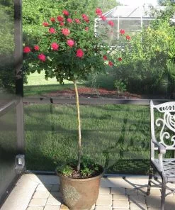 Brighter Blooms Knock Out® Rose Tree Roses 7 Brighter Blooms Knock Out® Rose Tree Roses