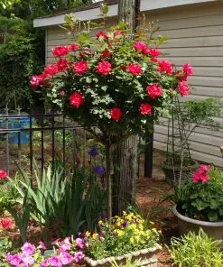 Brighter Blooms Knock Out® Rose Tree Roses 9 Brighter Blooms Knock Out® Rose Tree Roses