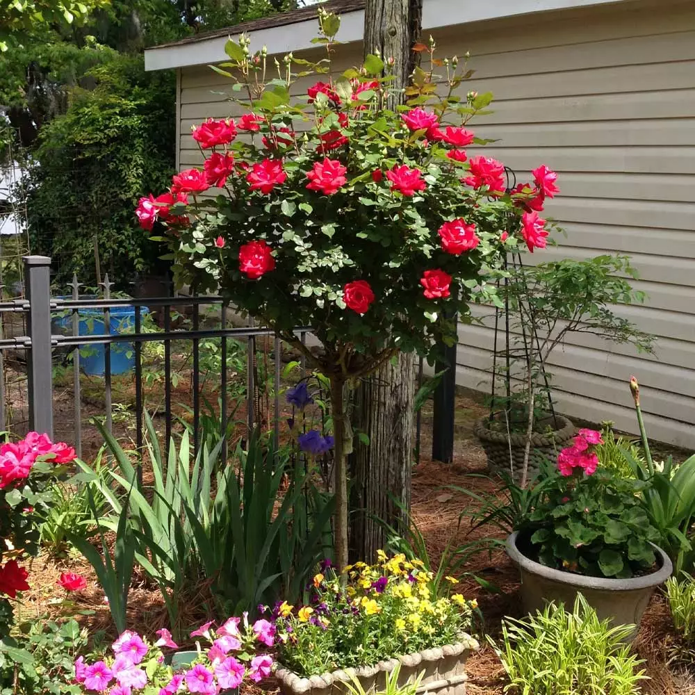 Brighter Blooms Knock Out® Rose Tree Roses 5 Brighter Blooms Knock Out® Rose Tree Roses