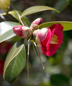 Brighter Blooms Korean Fire Camellia Shrub Camellia Shrubs 6 Brighter Blooms Korean Fire Camellia Shrub Camellia Shrubs
