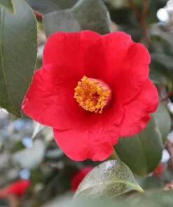Brighter Blooms Korean Fire Camellia Shrub Camellia Shrubs 7 Brighter Blooms Korean Fire Camellia Shrub Camellia Shrubs