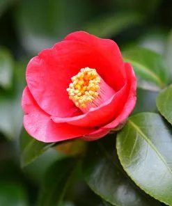 Brighter Blooms Korean Fire Camellia Shrub Camellia Shrubs