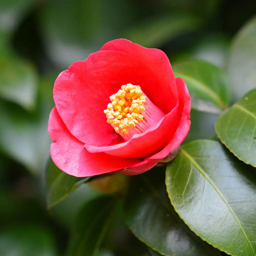 Brighter Blooms Korean Fire Camellia Shrub Camellia Shrubs 2 Brighter Blooms Korean Fire Camellia Shrub Camellia Shrubs