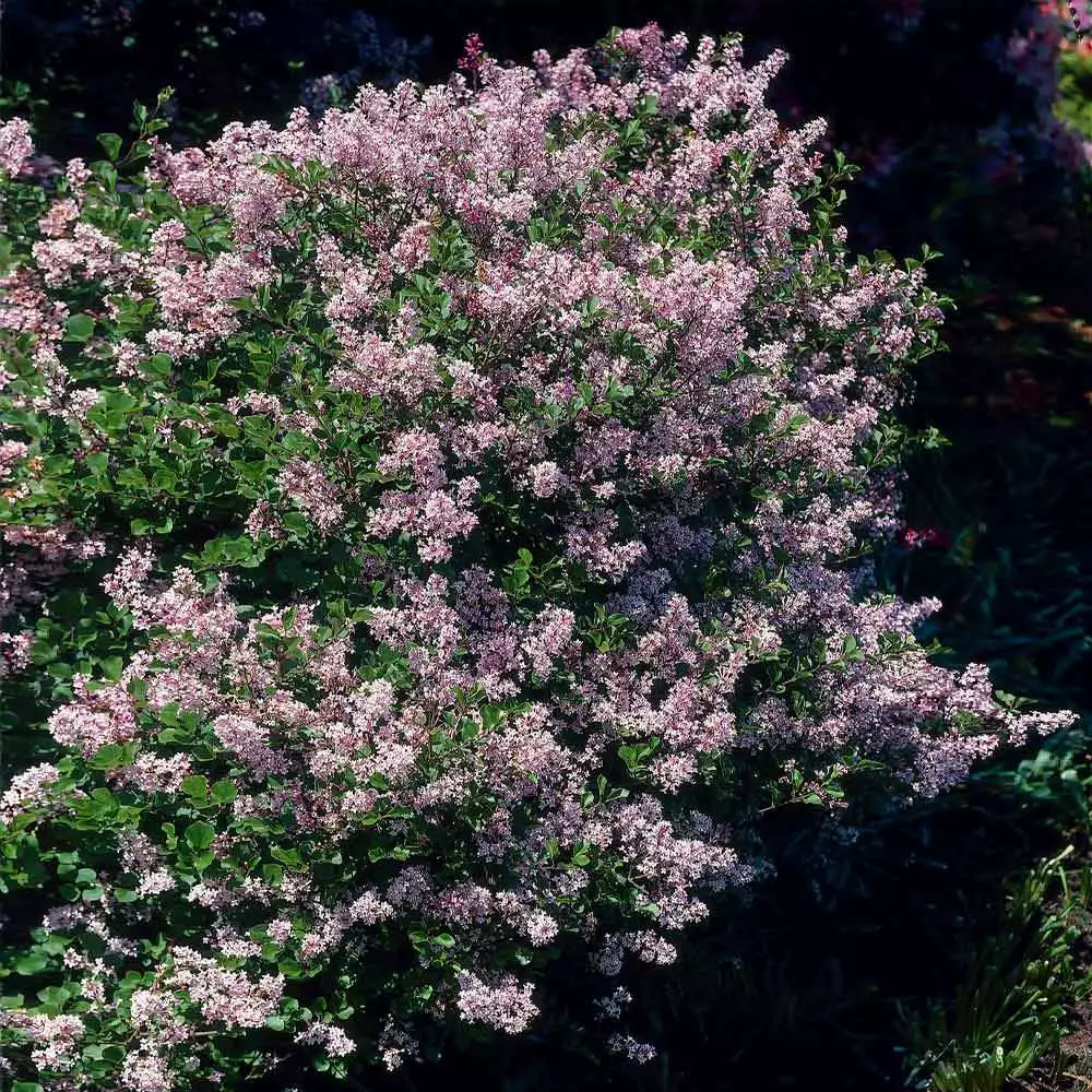 Brighter Blooms Dwarf Korean Lilac Shrub 2 Brighter Blooms Dwarf Korean Lilac Shrub