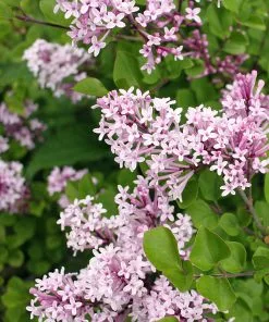 Brighter Blooms Dwarf Korean Lilac Shrub 5 Brighter Blooms Dwarf Korean Lilac Shrub