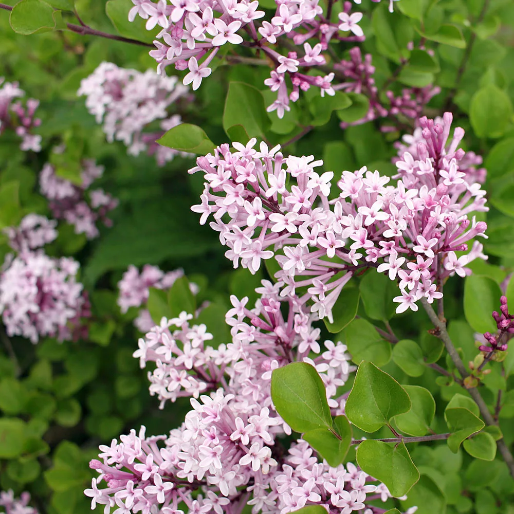 Brighter Blooms Dwarf Korean Lilac Shrub 3 Brighter Blooms Dwarf Korean Lilac Shrub