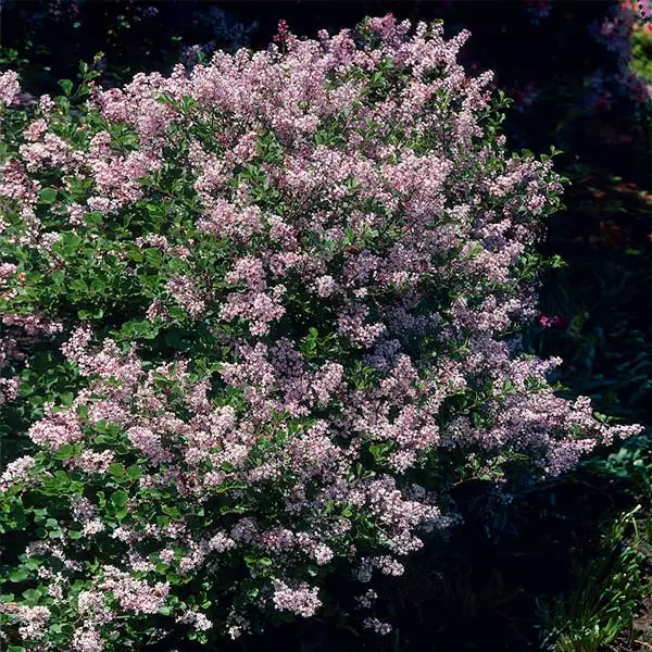 Brighter Blooms Dwarf Korean Lilac Shrub 1 Brighter Blooms Dwarf Korean Lilac Shrub