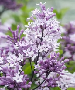 Brighter Blooms Korean Lilac Tree 5 Brighter Blooms Korean Lilac Tree