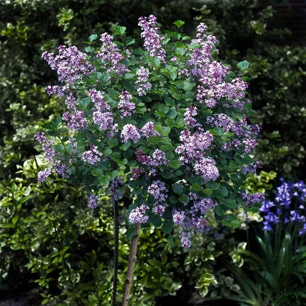 Brighter Blooms Korean Lilac Tree 1 Brighter Blooms Korean Lilac Tree