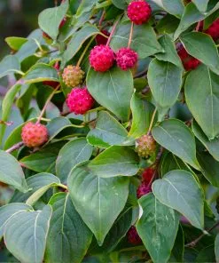 Brighter Blooms White Kousa Dogwood Tree 9 Brighter Blooms White Kousa Dogwood Tree