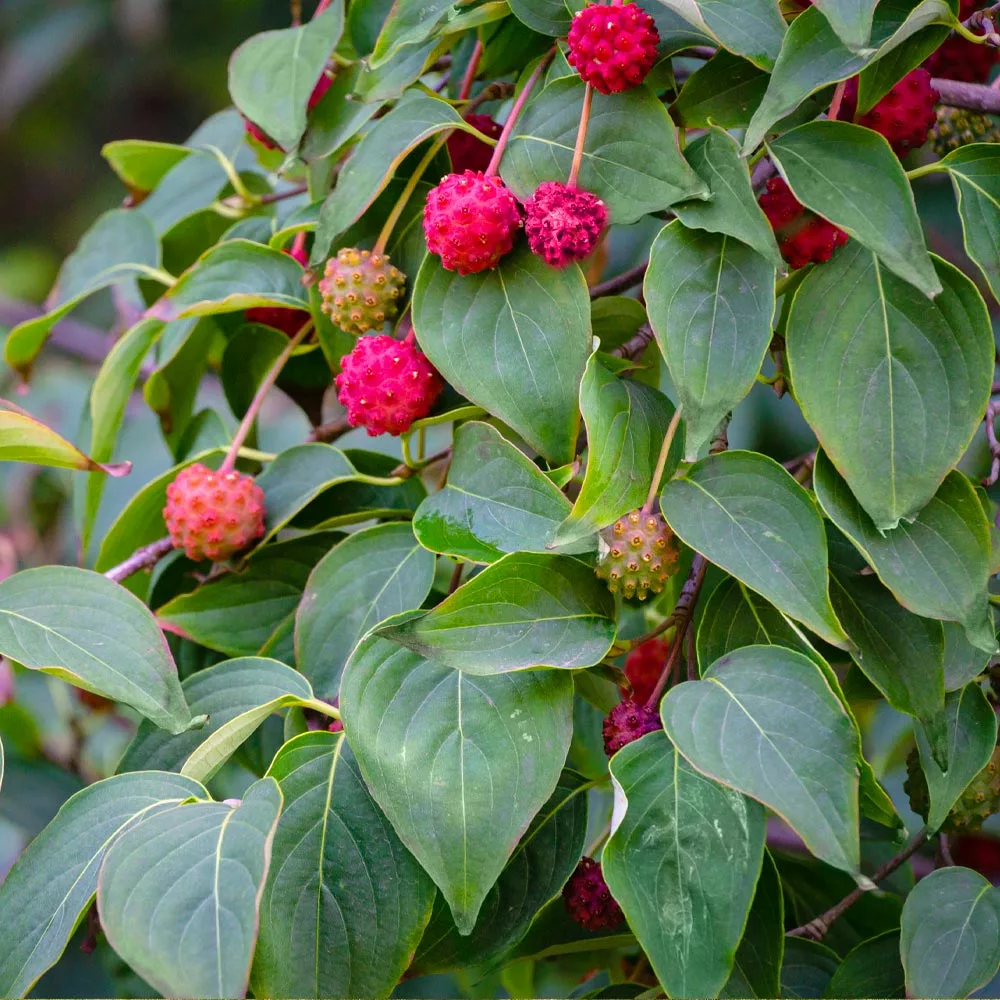 Brighter Blooms White Kousa Dogwood Tree 3 Brighter Blooms White Kousa Dogwood Tree