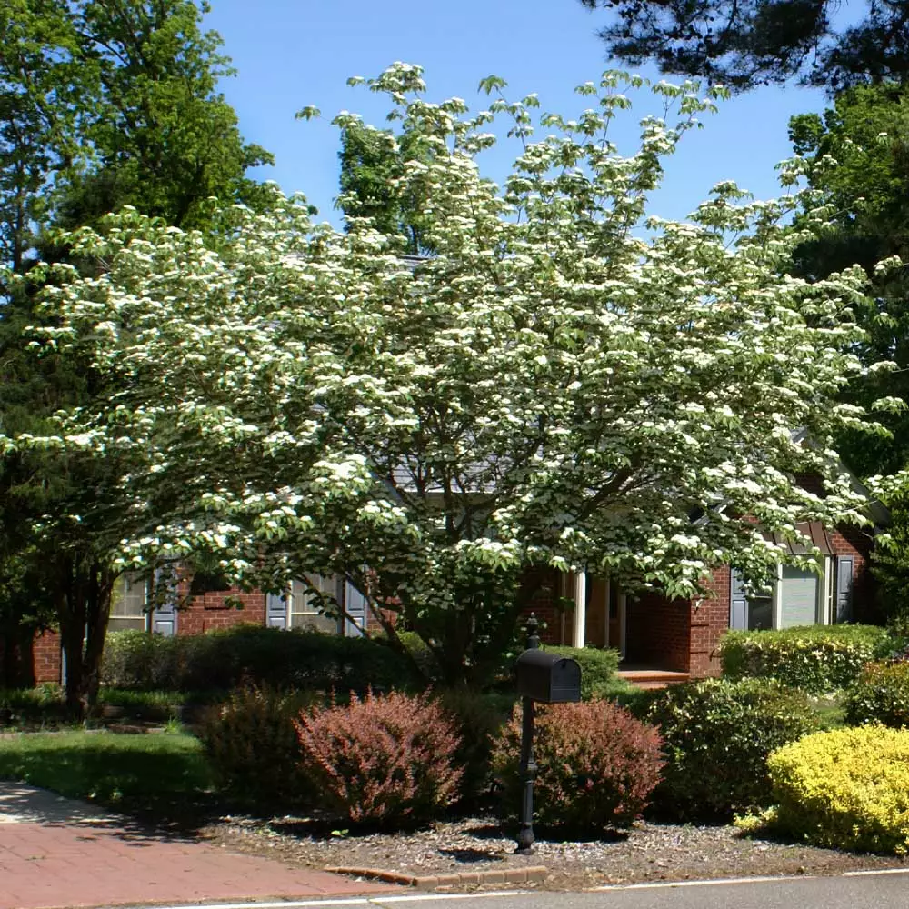 Brighter Blooms White Kousa Dogwood Tree 4 Brighter Blooms White Kousa Dogwood Tree