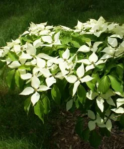 Brighter Blooms White Kousa Dogwood Tree 13 Brighter Blooms White Kousa Dogwood Tree