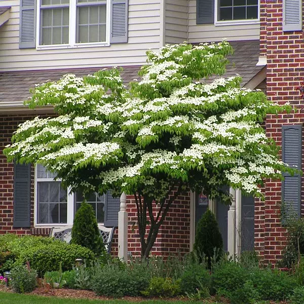 Brighter Blooms White Kousa Dogwood Tree 1 Brighter Blooms White Kousa Dogwood Tree