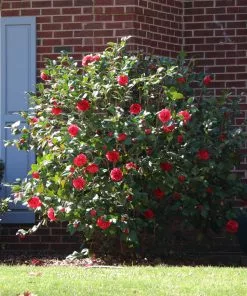 Brighter Blooms Kramers Supreme Camellia Shrub 8 Brighter Blooms Kramers Supreme Camellia Shrub