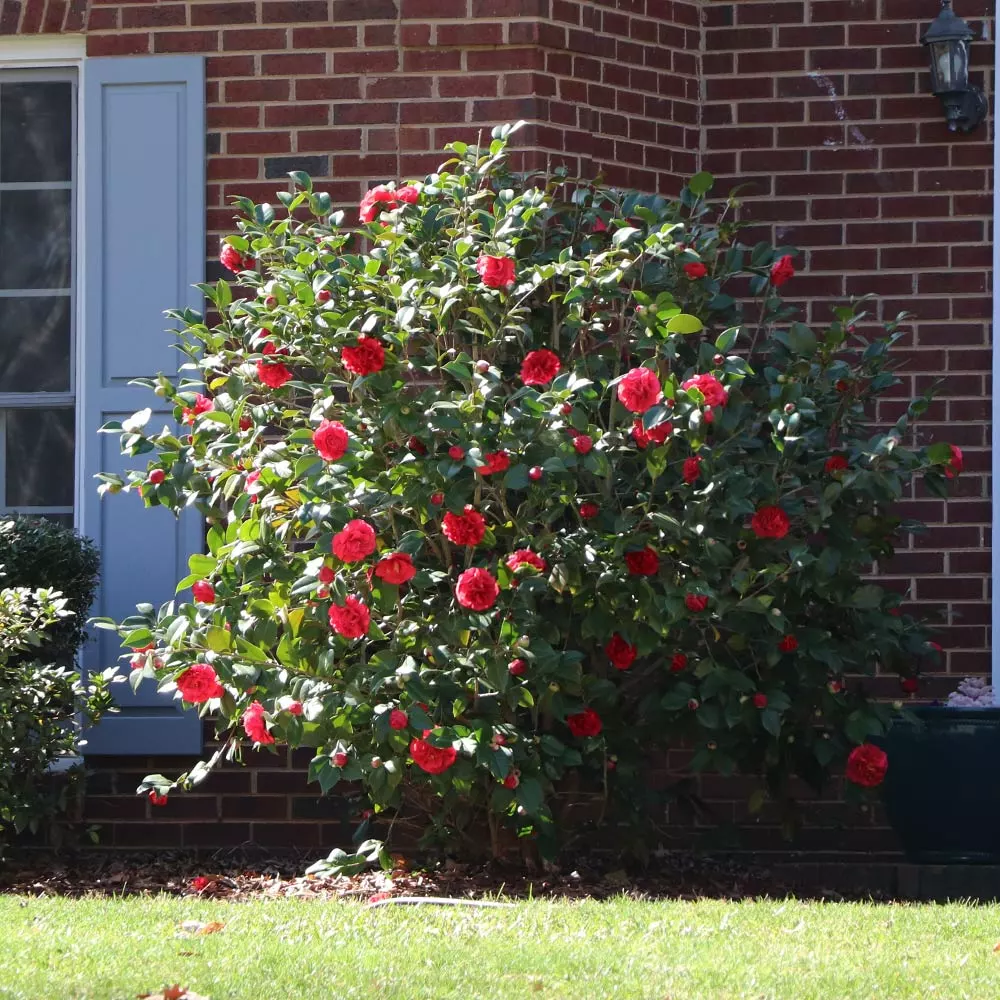 Brighter Blooms Kramers Supreme Camellia Shrub 4 Brighter Blooms Kramers Supreme Camellia Shrub