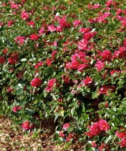 Brighter Blooms Kramers Supreme Camellia Shrub 9 Brighter Blooms Kramers Supreme Camellia Shrub
