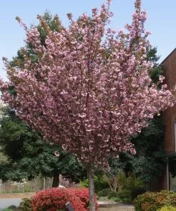 Brighter Blooms Kwanzan Cherry Tree 10 Brighter Blooms Kwanzan Cherry Tree