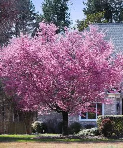 Brighter Blooms Kwanzan Cherry Tree
