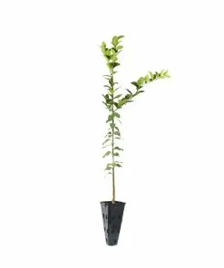 Brighter Blooms Meyer Lemon Tree Fruit Trees 25 Brighter Blooms Meyer Lemon Tree Fruit Trees