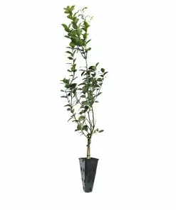 Brighter Blooms Fruit Trees Meyer Lemon Tree 26 Brighter Blooms Fruit Trees Meyer Lemon Tree