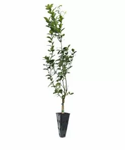 Brighter Blooms Meyer Lemon Tree Fruit Trees 26 Brighter Blooms Meyer Lemon Tree Fruit Trees