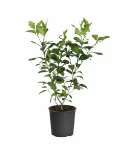 Brighter Blooms Fruit Trees Meyer Lemon Tree 27 Brighter Blooms Fruit Trees Meyer Lemon Tree