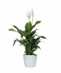 Brighter Blooms SHOP ALL Peace Lily 16 Brighter Blooms SHOP ALL Peace Lily