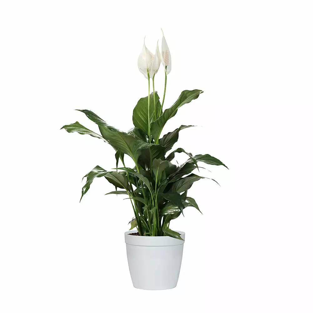 Brighter Blooms SHOP ALL Peace Lily 7 Brighter Blooms SHOP ALL Peace Lily