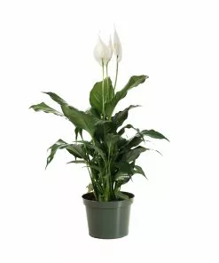 Brighter Blooms SHOP ALL Peace Lily 15 Brighter Blooms SHOP ALL Peace Lily